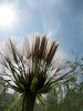 Large format dandelion on bright sun