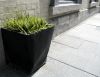Outdoor plant new kind on sidewalk