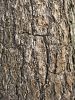 Texture d'écorce d'arbre à gros traits