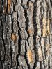 Texture d'écorce d'arbre grugé