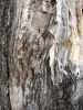Texture de tronc d'arbre grugé par le temps