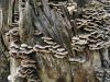 Texture de tronc d'arbre vieilli avec champignons