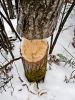 Tree trunk gnawed by a beaver in the snow