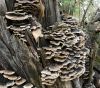 Tronc d'arbre vieilli avec champignons et feuilles mortes