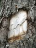 Trou dans écorce révélant l'intérieur du tronc d'arbre