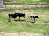 Vaches broutant le sol en pâturage sur une terre verdoyante