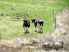 Vaches sur champ vert entouré de clôtures