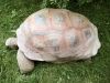 Old giant turtle with reddish carapace on green lawn