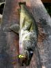 Big walleye on a wooden cutting fish
