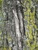 Écorce d'arbre partiellement recouvert de mousse verte