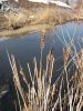 Pond thaws in early spring, late winter